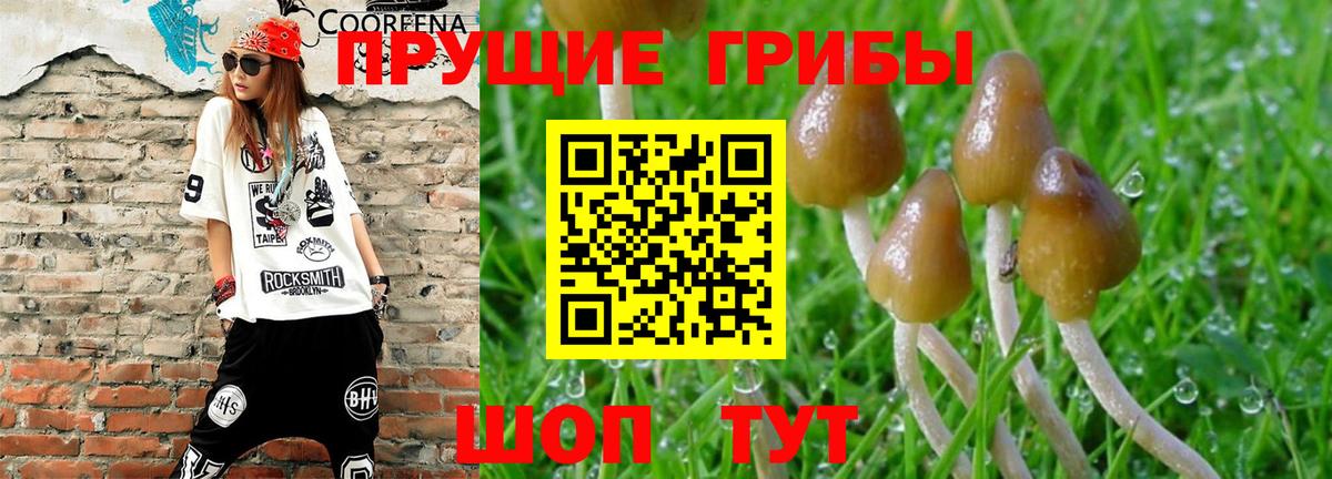 Мурино  Псилоцибиновые грибы Cubensis  Вход с VPN  Галлюциногенные грибы MAGIC MUSHROOMS 